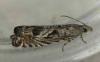 Selania leplastriana